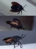 Cyclopelta obscura